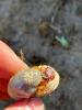 Oryctes nasicornis